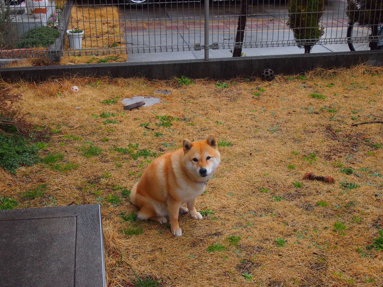 “意甲新秀连续破门，闪耀赛场赢得关注”，意甲新球衣