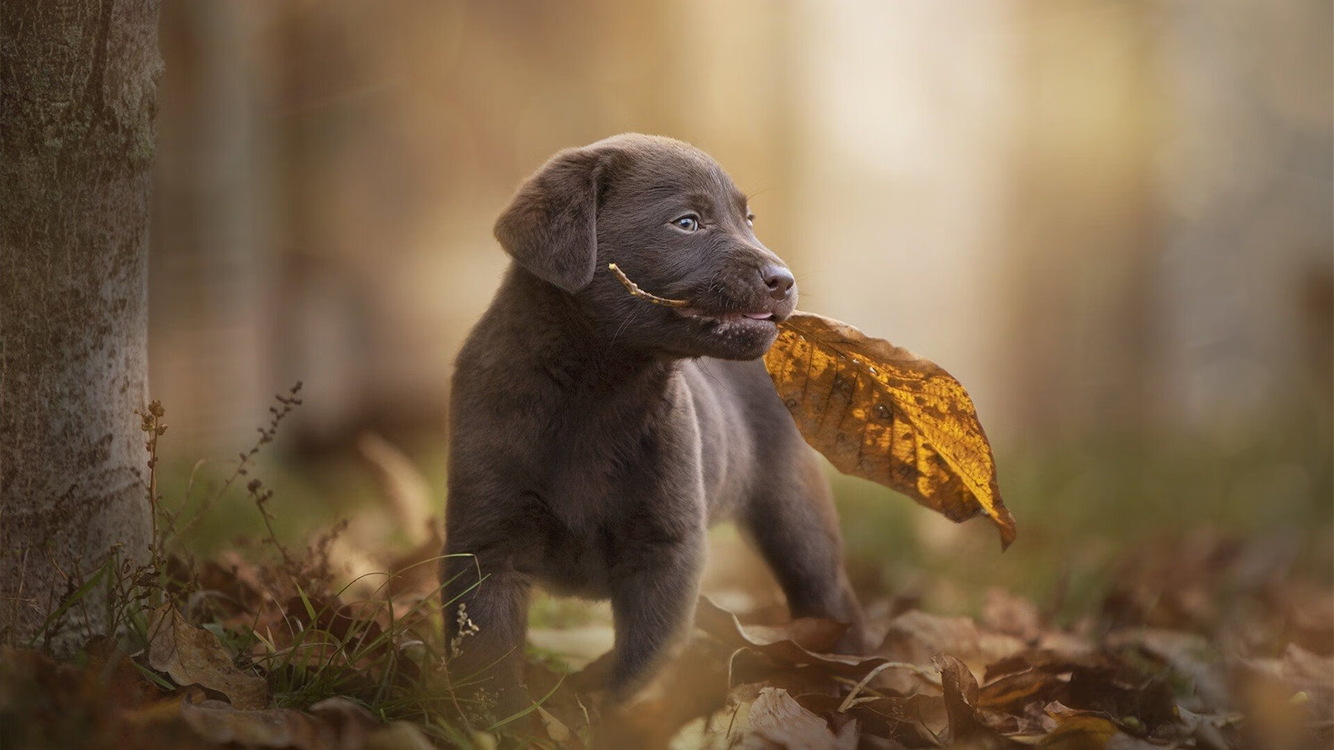 《Dota 2年度大赛，天王战队再度称王》，dota2历届ti决赛