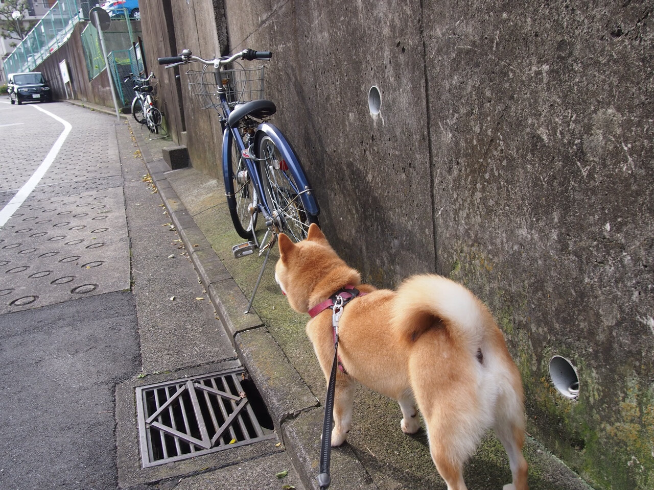 _多彩彩跑盛典：运动与艺术的视觉盛宴_，多彩体育