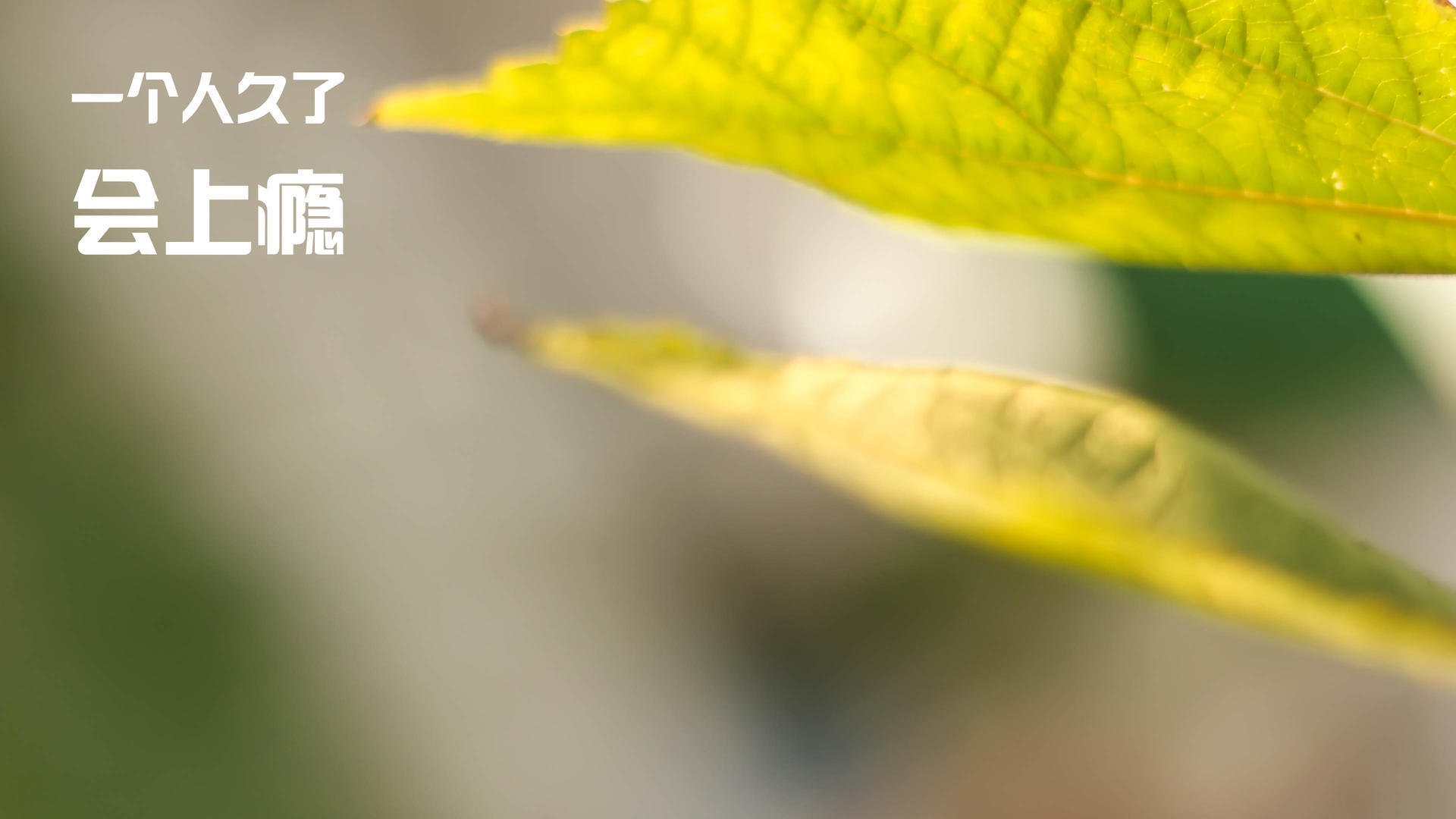 _森林狼年轻球员火力十足，逐步崛起_，森林狼的球员